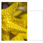 Close-up of dew on daffodil petals by Anonymous