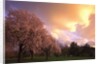 Blooming cherry trees at sunset by Anonymous