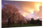 Blooming cherry trees at sunset by Anonymous