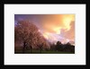 Blooming cherry trees at sunset by Anonymous