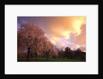 Blooming cherry trees at sunset by Anonymous