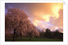 Blooming cherry trees at sunset by Anonymous