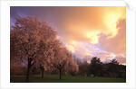 Blooming cherry trees at sunset by Anonymous