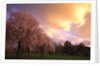 Blooming cherry trees at sunset by Anonymous