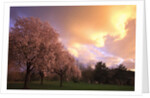 Blooming cherry trees at sunset by Anonymous