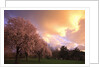 Blooming cherry trees at sunset by Anonymous