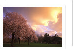 Blooming cherry trees at sunset by Anonymous