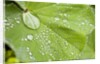 Dew drops on a leaf by Anonymous