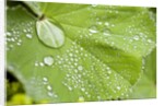 Dew drops on a leaf by Anonymous