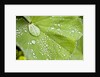 Dew drops on a leaf by Anonymous