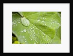 Dew drops on a leaf by Anonymous