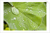 Dew drops on a leaf by Anonymous