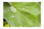 Dew drops on a leaf by Anonymous
