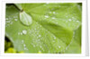 Dew drops on a leaf by Anonymous