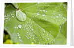 Dew drops on a leaf by Anonymous