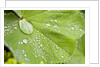 Dew drops on a leaf by Anonymous