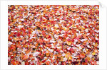 Pile of autumn leaves by Anonymous