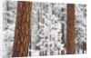 Snow covered ponderosa pine trees by Anonymous