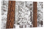Snow covered ponderosa pine trees by Anonymous