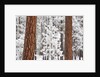 Snow covered ponderosa pine trees by Anonymous