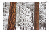 Snow covered ponderosa pine trees by Anonymous