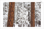 Snow covered ponderosa pine trees by Anonymous