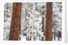Snow covered ponderosa pine trees by Anonymous