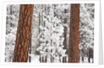 Snow covered ponderosa pine trees by Anonymous