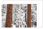 Snow covered ponderosa pine trees by Anonymous