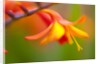 Close-up of a flower by Anonymous