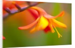 Close-up of a flower by Anonymous