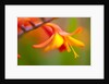 Close-up of a flower by Anonymous