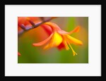 Close-up of a flower by Anonymous