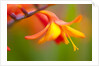 Close-up of a flower by Anonymous