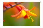 Close-up of a flower by Anonymous