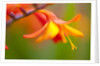 Close-up of a flower by Anonymous