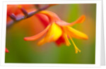 Close-up of a flower by Anonymous