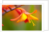 Close-up of a flower by Anonymous