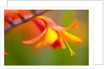 Close-up of a flower by Anonymous