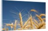 Wheat field by Anonymous