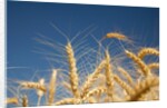Wheat field by Anonymous