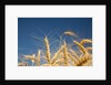 Wheat field by Anonymous