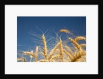 Wheat field by Anonymous