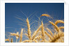 Wheat field by Anonymous