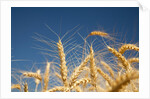 Wheat field by Anonymous