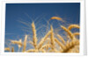 Wheat field by Anonymous