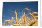 Wheat field by Anonymous