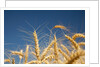 Wheat field by Anonymous