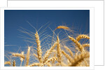 Wheat field by Anonymous