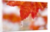 Snow and ice on an autumn vine maple by Anonymous